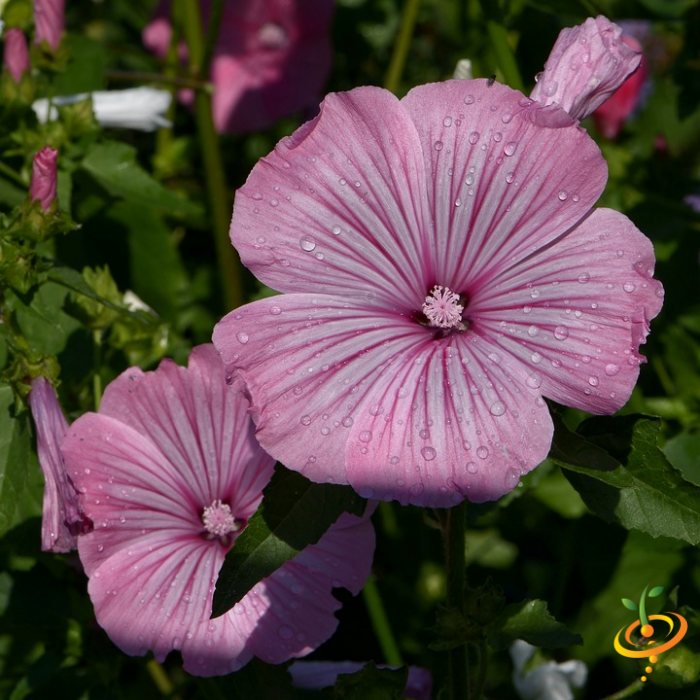 Wildflower mix featuring hummingbird and butterfly attracting seeds from SeedsNow, showing colorful flower scatter for garden planting