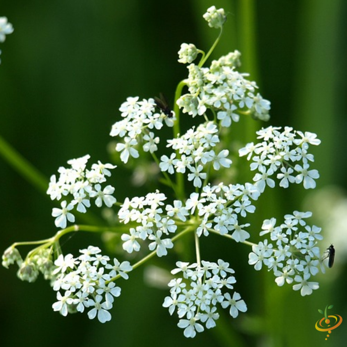 Wildflowers All Perennial Scatter Garden Seed Mix by SeedsNow featuring white yarrow flowers in a lush garden setting