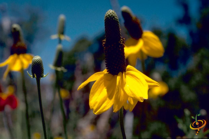 Yellow prairie coneflowers from SeedsNow Wildflower Mix, deer-resistant scatter garden seed mix, blooming in a garden setting.