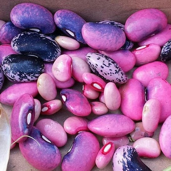 Scarlet Runner pole bean seeds online in the USA! Shop for USA-quality heirloom organic non-GMO seeds to plant in your organic garden! Open-pollinated, high-quality