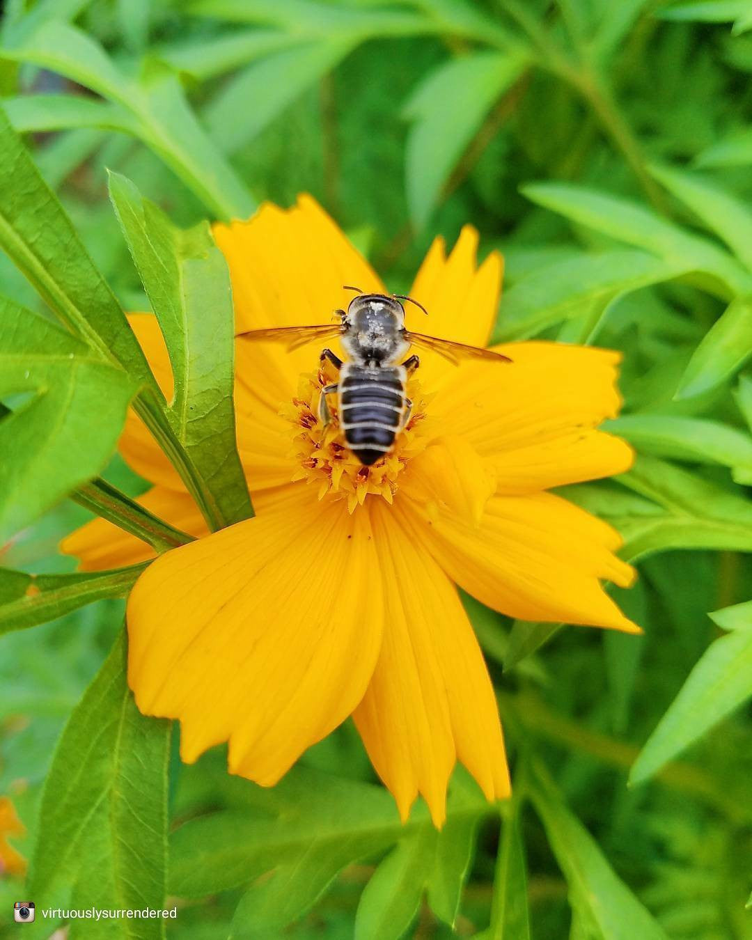 All-in-One Wildflowers and Pollinators seed pack from SeedsNow-SeedBanks, featuring a colorful variety of wildflower seeds for gardens