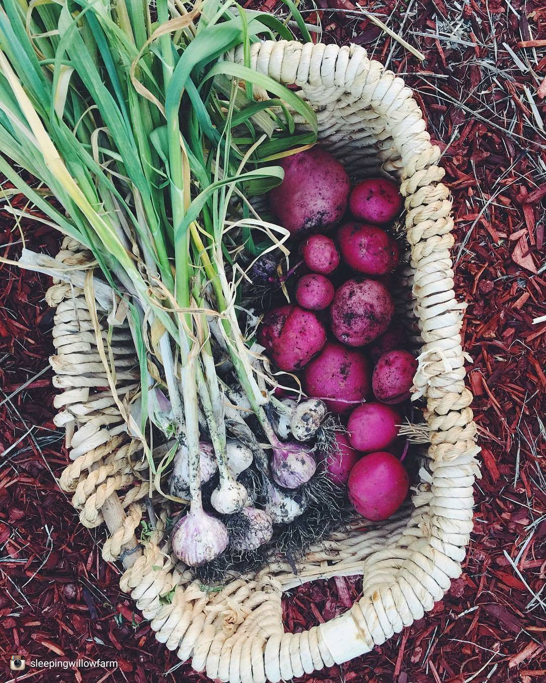 Organic Norland mid-season potato seed from SeedsNow-Potatoes, showing dark red, round potato seed tubers.