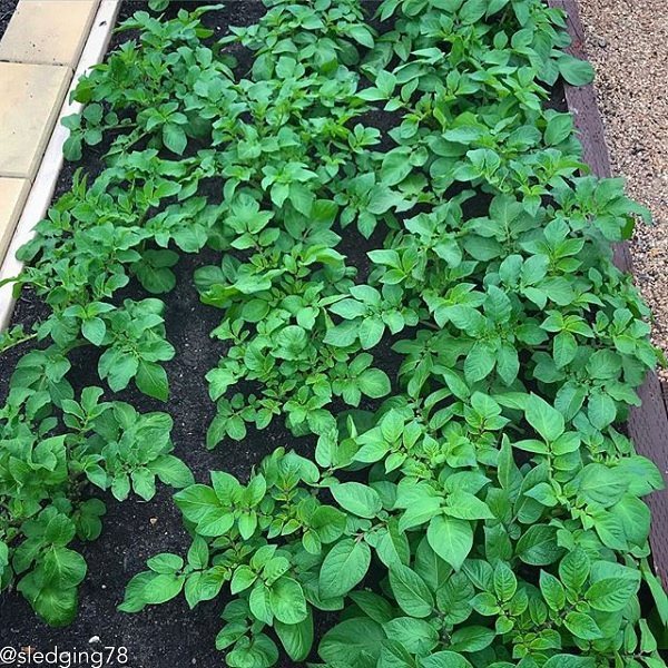 Organic Purple Majesty potato seed tubers from SeedsNow-Potatoes, showcasing round, vibrant purple organic potato seeds for planting.