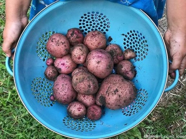 Organic Norland mid-season potato seed from SeedsNow-Potatoes, dark red round potato with smooth skin and healthy appearance.