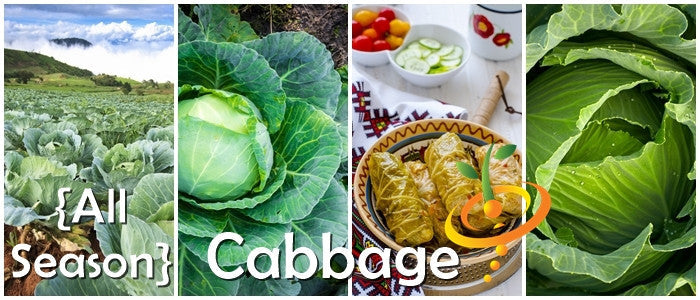 All Season cabbage seeds growing in field, close-up of cabbage heads, and cabbage dish prepared for serving