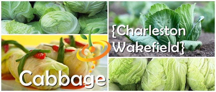 Collage of Charleston Wakefield cabbage seeds, fresh cabbage heads, and cabbage plants growing.
