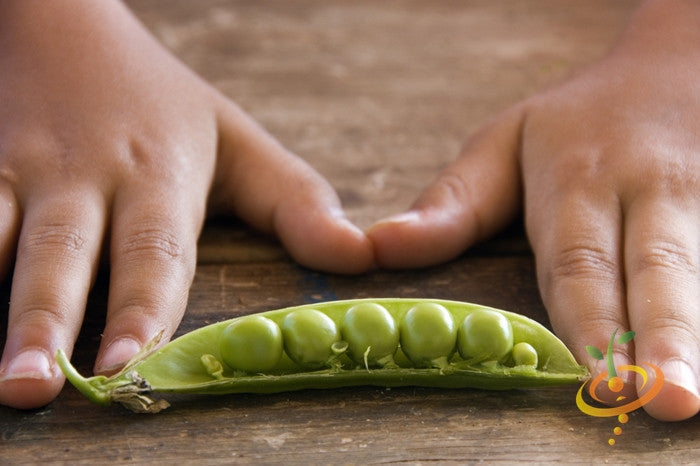 Close-up of open pea pod with large green peas between two hands on wooden surface for Progress No. 9 seeds