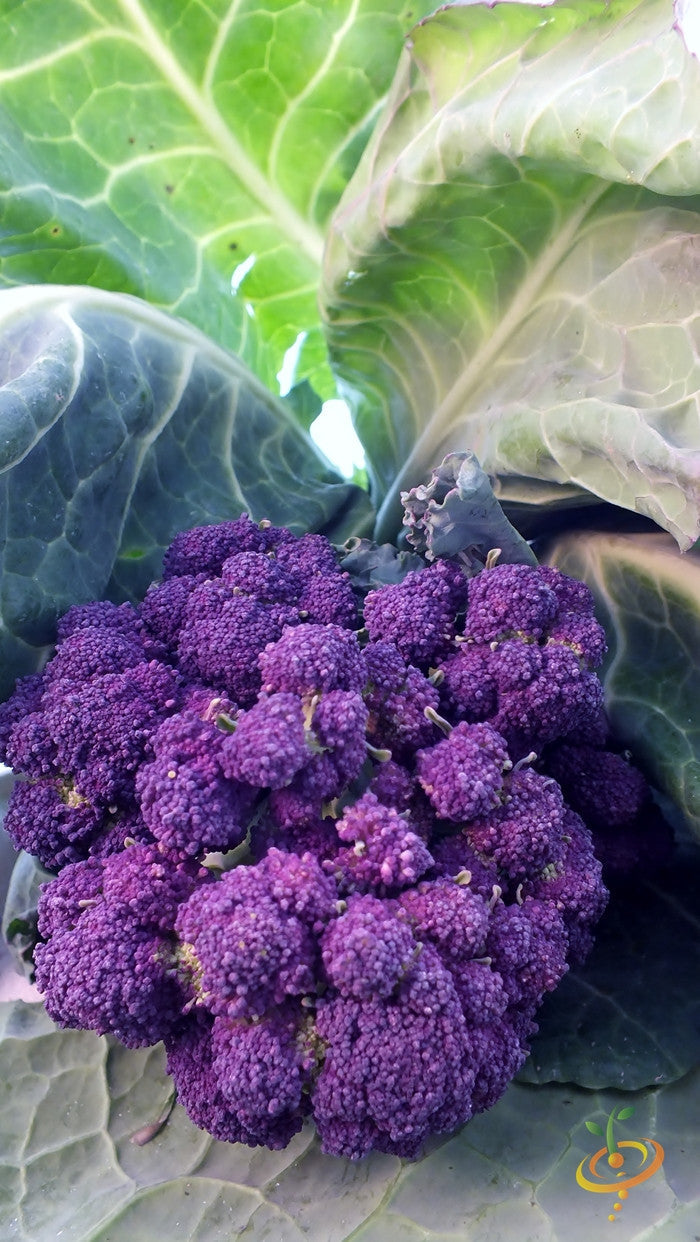 Fresh early purple broccoli florets from SeedsNow displayed in a natural setting, showcasing vibrant green and purple buds.