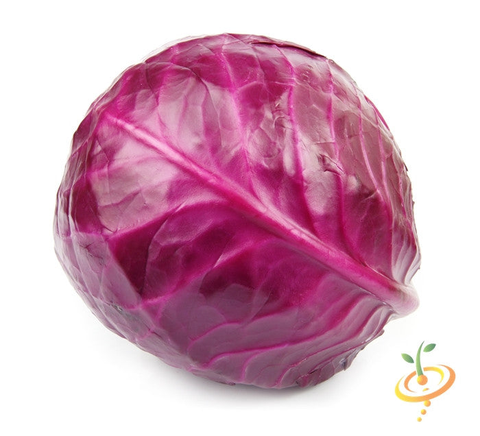 Red Acre seeds cabbage with deep red, globe-shaped head
