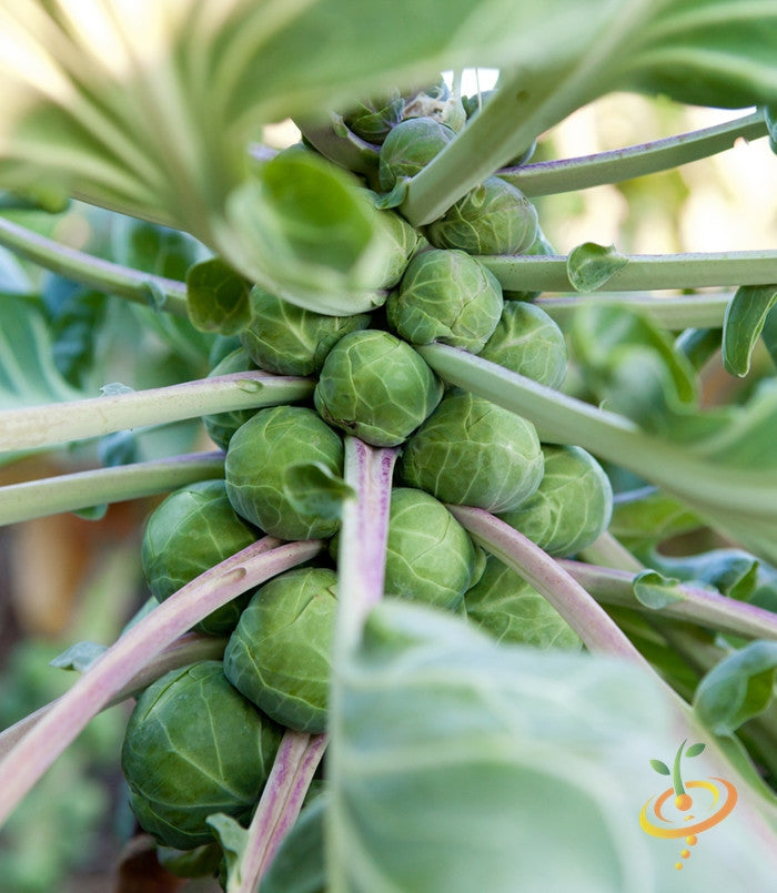 Fresh Brussels sprouts on a plant, grown from SeedsNow Catskill seeds, ready for harvest in a home garden.