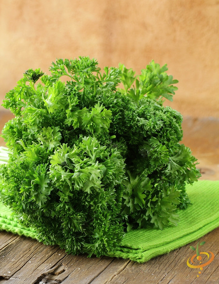 Fresh green curled parsley seeds, Triple Moss variety from SeedsNow, ready for planting in herb gardens.