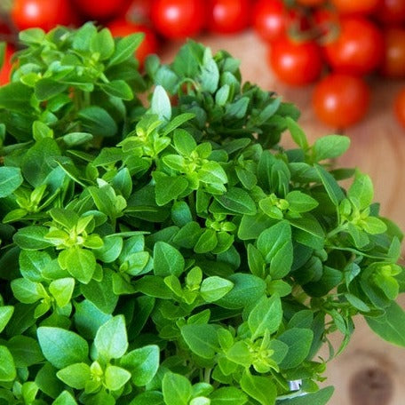 Discover Italian Oregano seeds, a hardy perennial with aromatic leaves, perfect for sauces and soups. Grow fresh or dried oregano with a 90-day maturity time.
