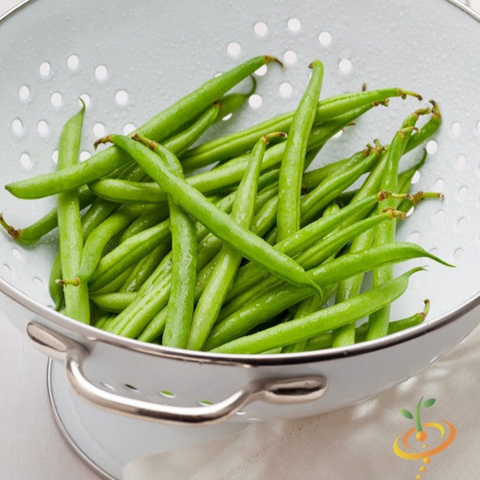Buy Kentucky Wonder White pole bean seeds for sale in the USA. Stringless 8" pods, flavorful beans. USA-quality heirloom organic non-GMO seeds for organic gardens!