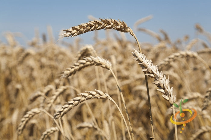 Close-up of hard red wheat seeds in a golden wheat field under clear sky