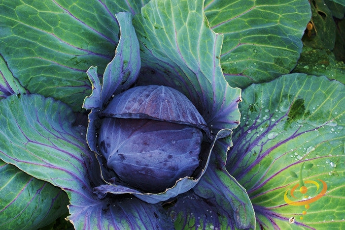Mammoth Red Rock cabbage with deep red heads and vibrant green-purple leaves growing in garden