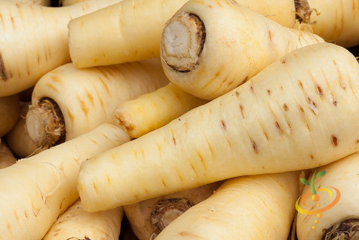 Close-up of fresh Harris Model parsnips with pale skin and tapered shape