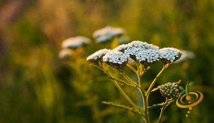 Close-up of yarrow flowers with white clusters growing in a natural outdoor setting