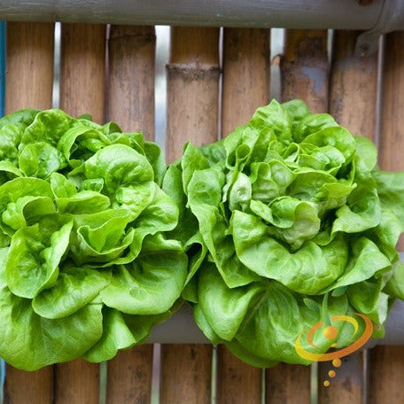 Fresh winter density lettuce from SeedsNow, vibrant green leafy vegetable ideal for cold-season salads and garden growth.