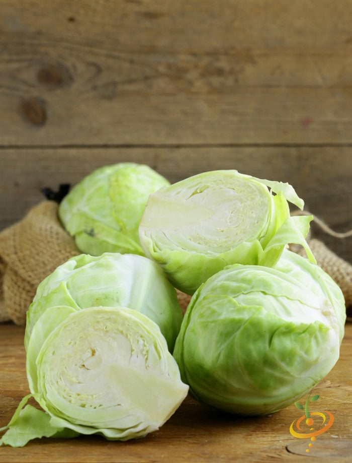 Fresh green Copenhagen cabbage from SeedsNow, showing leafy head and vibrant outer leaves on a garden backdrop.