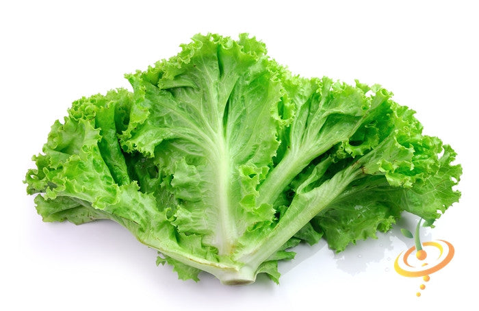 Fresh Salad Bowl Green Lettuce with crisp, curly leaves ideal for salads and garnishes