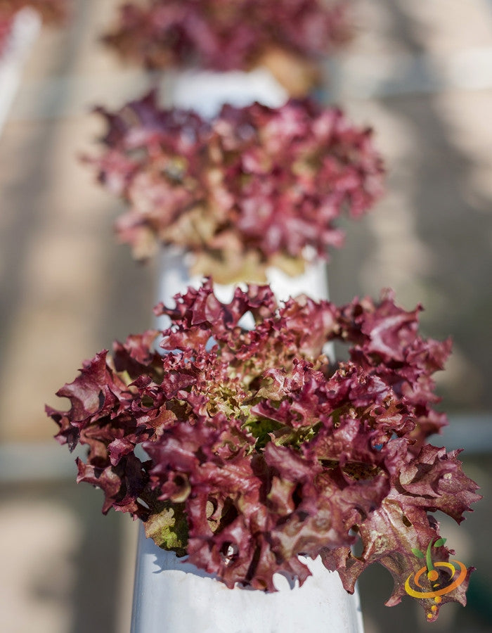 Red leaf lettuce Salad Bowl growing hydroponically in a row with blurred background