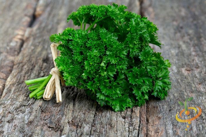 Fresh green curly parsley seeds, Triple Moss variety from SeedsNow, ready for planting in herb gardens.