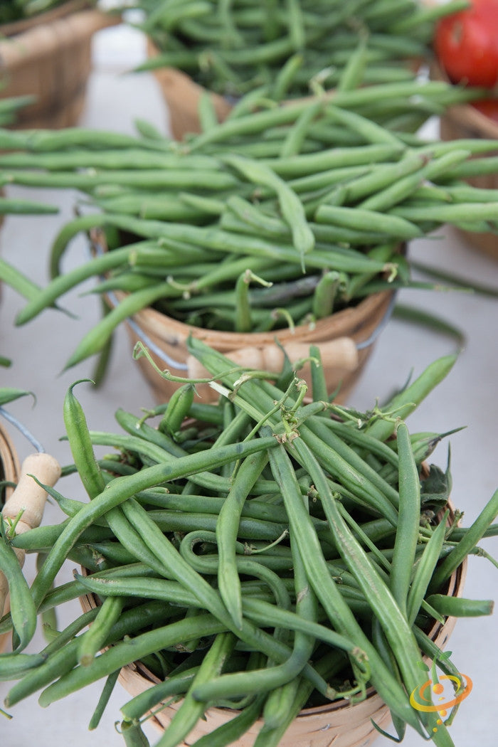 Green bush bean plant with developing pods, Provider seeds by SeedsNow, ready for planting in a garden.
