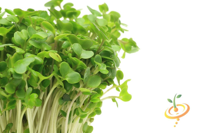 Close-up of fresh green broccoli sprouts microgreens with white stems against white background