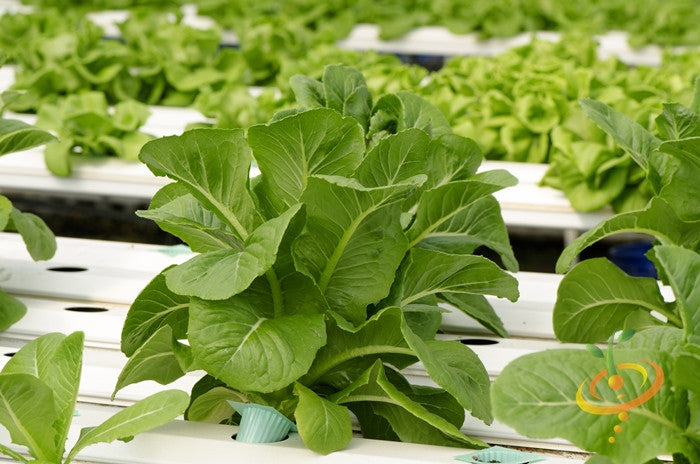 Fresh dark green romaine lettuce growing in a hydroponic system