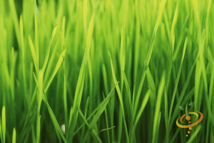 Fresh barley grass sprouts from SeedsNow, showing vibrant green microgreens with delicate leaves and thin stems.