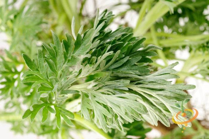 Close-up of fresh green wormwood leaves from Artemisia absinthium plant