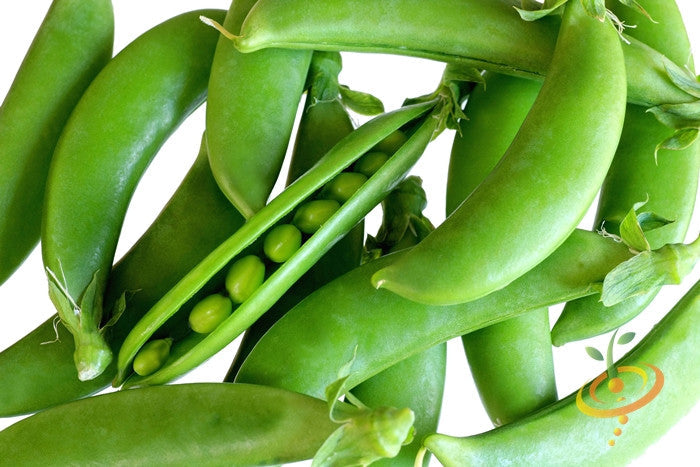 Fresh Cascadia Sugar snap pea plant with vibrant green pods, grown from SeedsNow Pea (Snap) seeds in a garden setting.