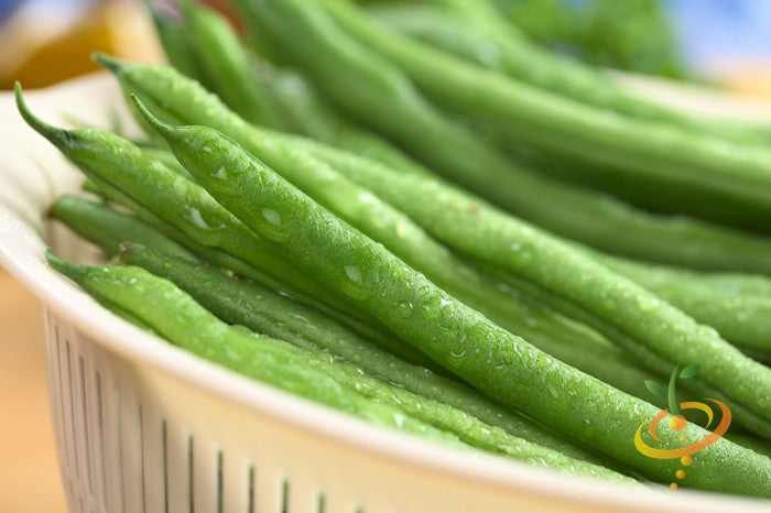 Green bush bean plant with lush foliage, growing Provider bush beans from SeedsNow.