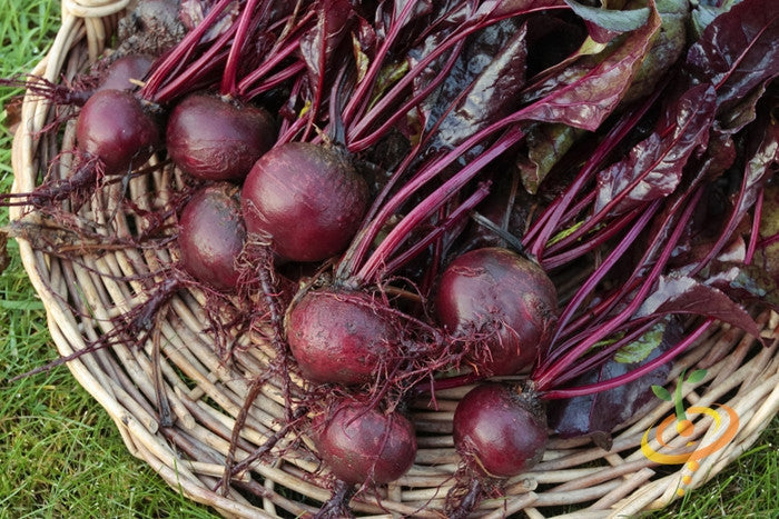 Freshly harvested Bulls Blood beets with deep red-burgundy foliage in a wicker basket
