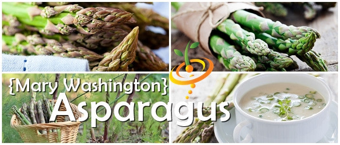 Fresh green Mary Washington asparagus seeds from SeedsNow, ready for planting in a garden or landscape.