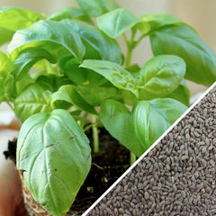 Genovese basil seeds in a variety pack by SeedsNow-SeedBanks, perfect for garden mosquito repellent planting.