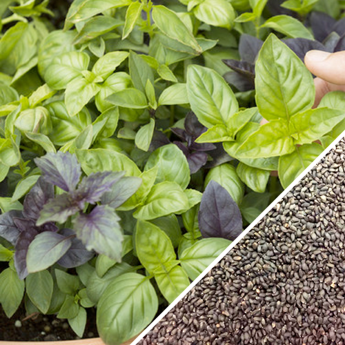Basil herb mix seeds in seed packet, part of All-in-One Mosquito Repellent Garden Variety Pack by SeedsNow-SeedBanks