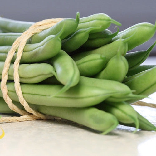 Buy Blue Lake Bush Bean Seed for sale online in the USA! Stringless bean pods!