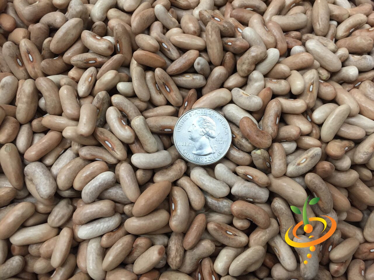 Bush bean Contender seeds from SeedsNow, showing healthy green bean pods and lush foliage in a close-up shot.