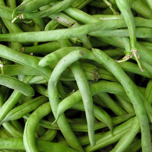 Bush bean Slenderette seeds from SeedsNow, showing fresh green bean seeds in a natural setting.