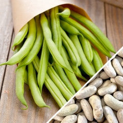 Kentucky Wonder white pole beans with seeds from SeedsNow, showing green bean pods and white seeds on a plant.