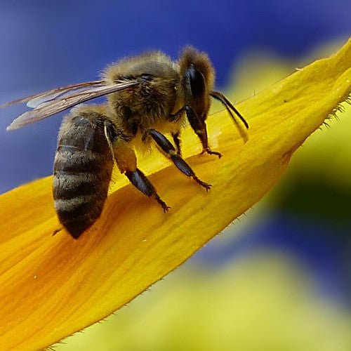 Buy Bee Wildflowers Scatter Garden Seed Mix online from USA to attract bees and beneficial pollinators. Easy to plant with simple steps for wildflower establishment.