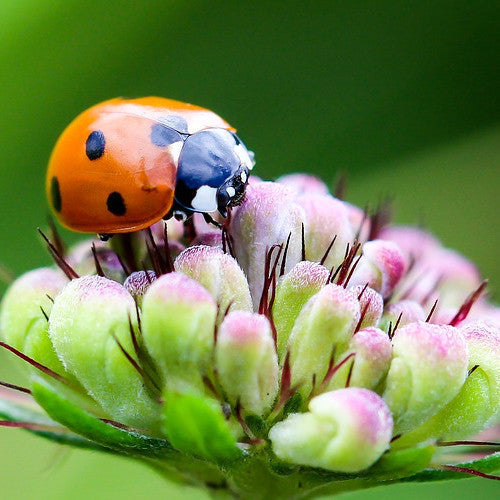 Order Beneficial Insect Wildflowers Scatter Garden Seed Mix online from USA to attract beneficial insects like ladybugs, bees and pollinators to your organic garden!