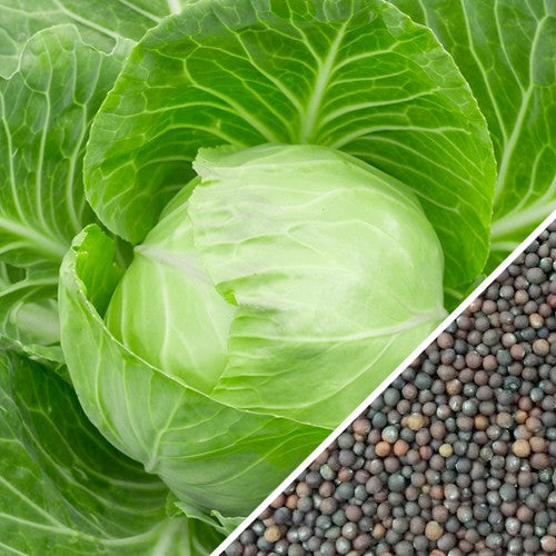 Golden Acre cabbage seeds from SeedsNow, showing fresh, green cabbage seedlings with vibrant leaves in a natural setting.