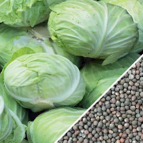 Fresh green Charleston Wakefield cabbage heads and cabbage seeds close-up
