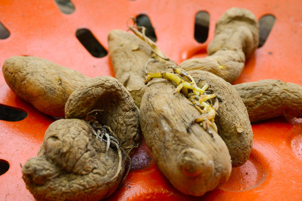 Organic Russian Banana fingerling potato seed from SeedsNow-Potatoes, showcasing elongated yellow-skinned tubers with smooth surface.