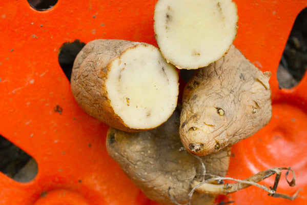 Organic Russian Banana fingerling potato seed from SeedsNow-Potatoes, showing elongated, yellow-skinned late-season potato tubers.