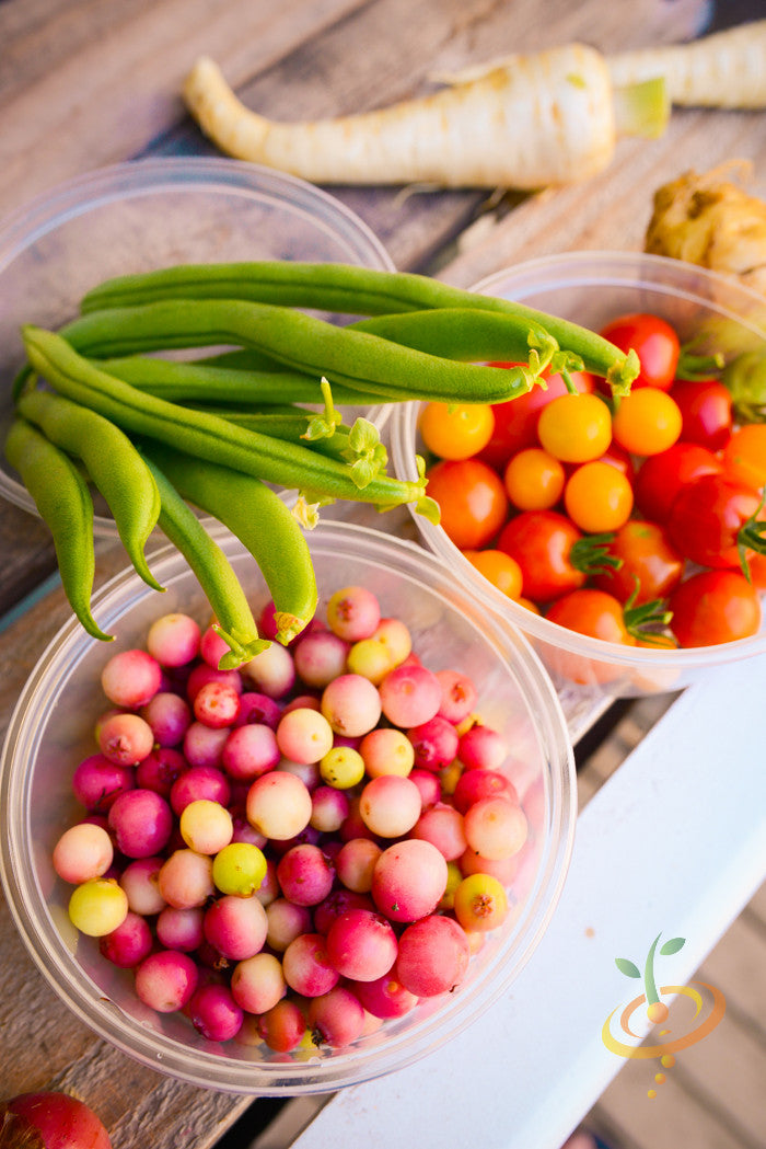 Bush bean seeds labeled Provider by SeedsNow, showing fresh green seeds in a natural setting.