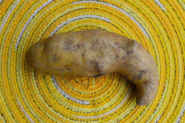 Organic Russian Banana fingerling potato seed from SeedsNow-Potatoes, showing elongated yellow-skinned potatoes on a white background.