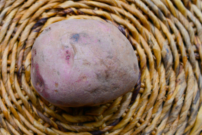 Organic Norland Mid-Season Potato Seed from SeedsNow-Potatoes, dark red round potatoes suitable for planting.